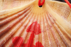 My Shell